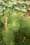 Pinus mugo RCP5-2013 152.JPG
